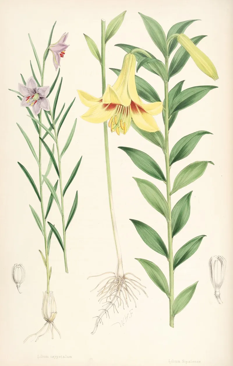 Lilium Oxypetalum Wall Art by Walter Hood Fitch - High-Resolution Digital Print