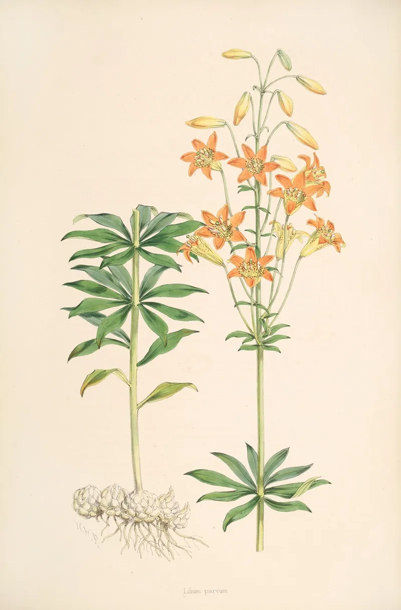 Lilium Parvum Wall Art by Walter Hood Fitch - High-Resolution Digital Print