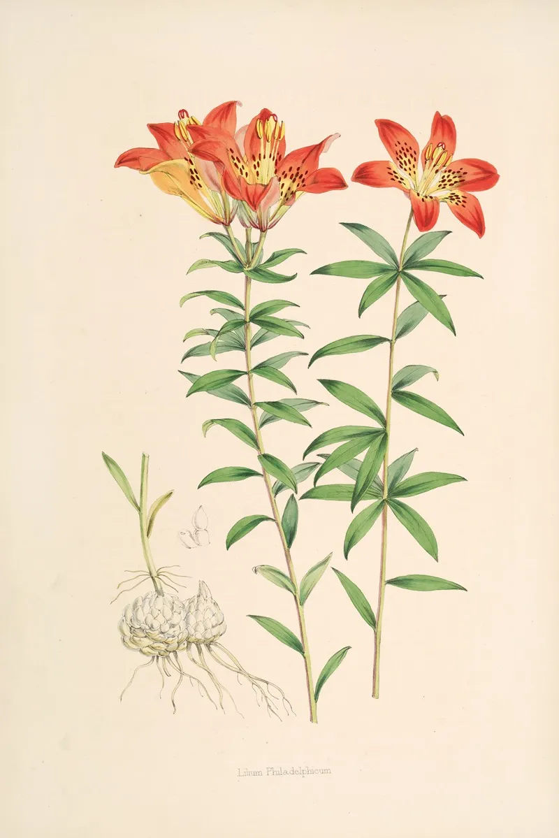 Lilium Philadelphicum Wall Art by Walter Hood Fitch - High-Resolution Digital Print