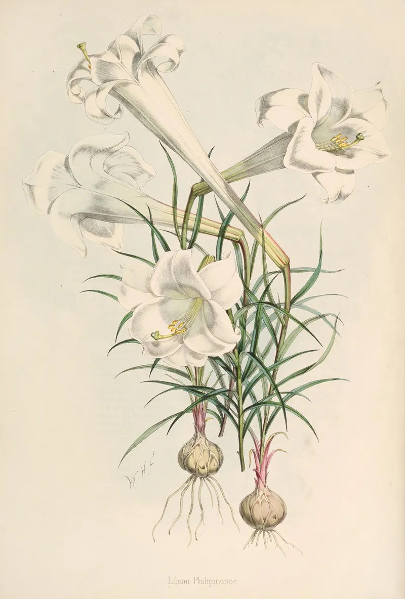 Lilium Philipinense Wall Art by Walter Hood Fitch - High-Resolution Digital Print
