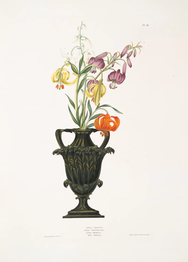 Lilium Pomponium Lilium Chalcedonicum Lilium Martagon Varieties Wall Art by Priscilla Susan Bury - High-Resolution Digital Print