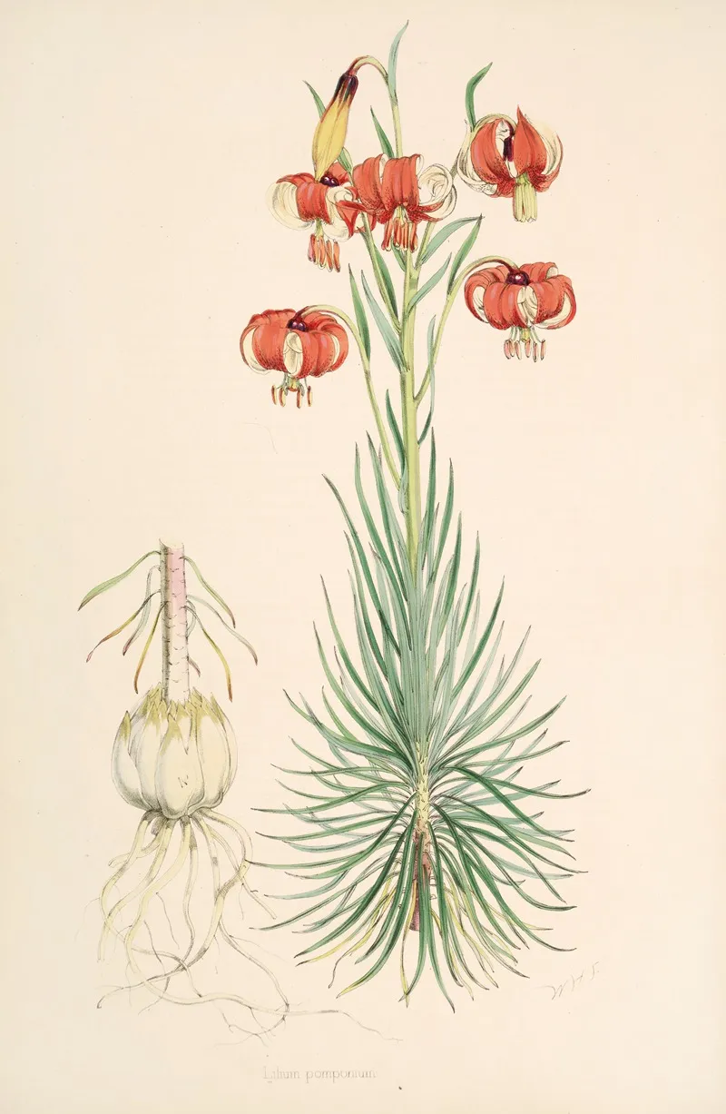 Lilium Pomponium Wall Art by Walter Hood Fitch - High-Resolution Digital Print