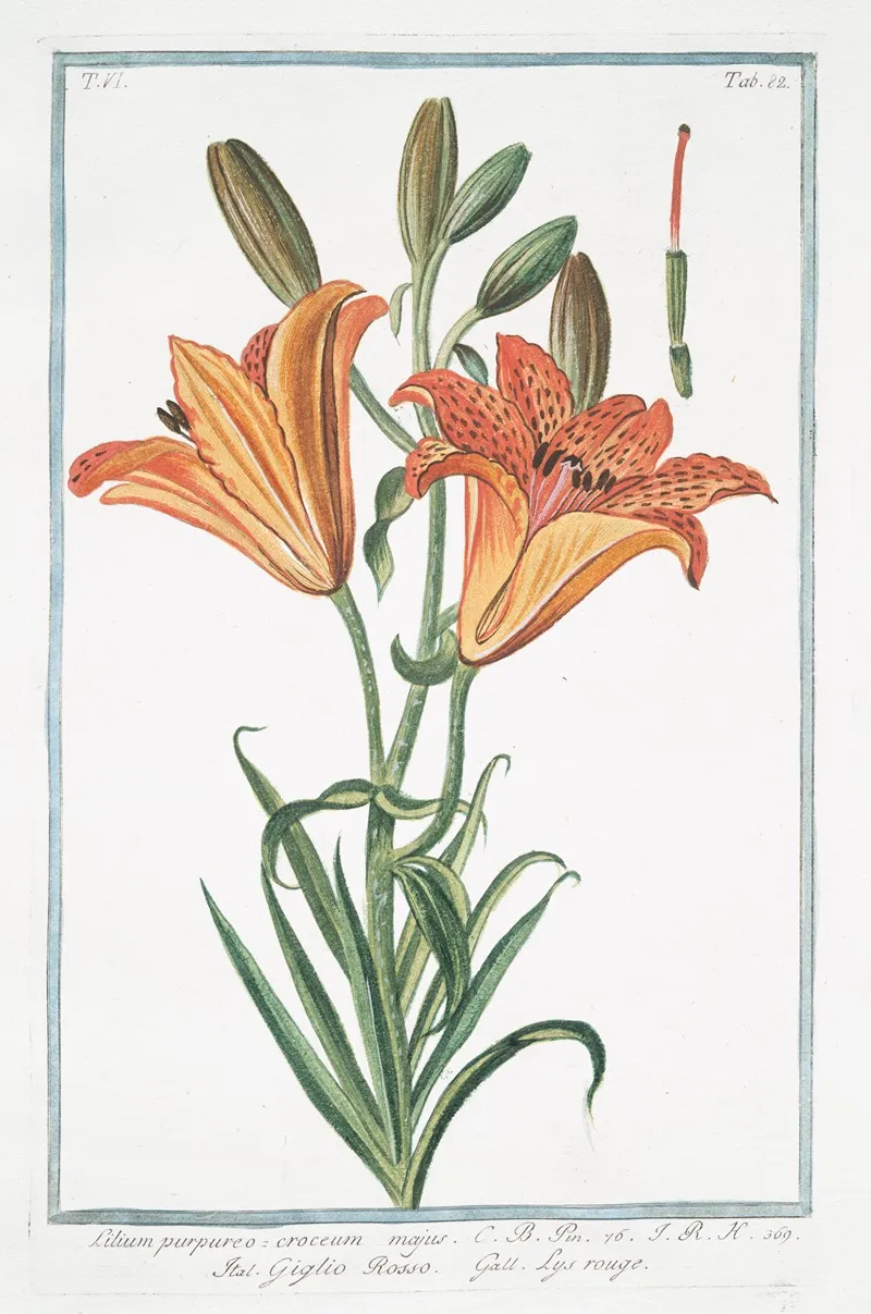 Lilium Purpureo Croceum Majus Giglio Rosso Lys Rouge Orange Lily