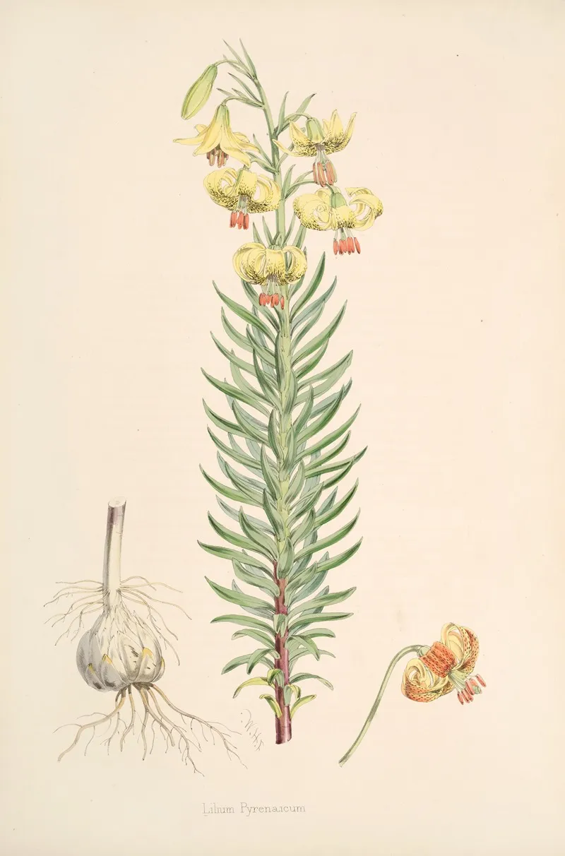 Lilium Pyrenaicum 2 Wall Art by Walter Hood Fitch - High-Resolution Digital Print