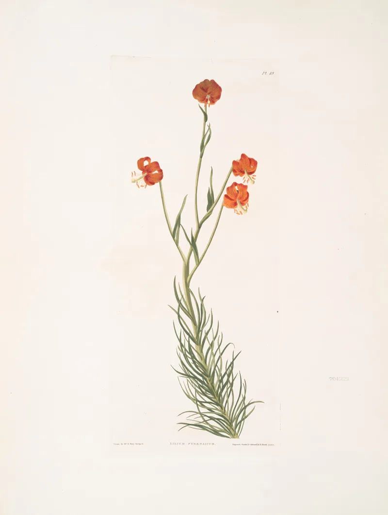 Lilium Pyrenaicum 3 Wall Art by Priscilla Susan Bury - High-Resolution Digital Print