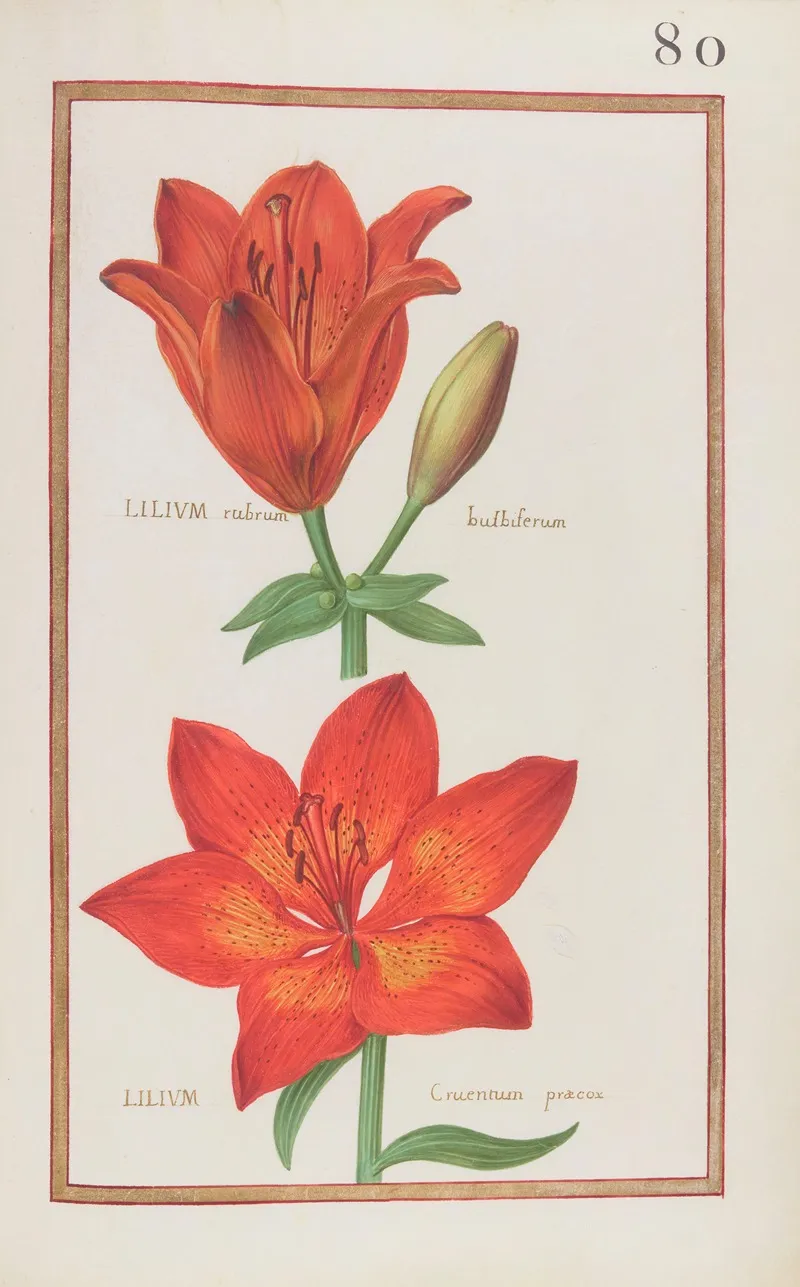 Lilium Rubrum Bulbiferum Lilium Cruentum Praecox Wall Art by Daniel Rabel - High-Resolution Digital Print