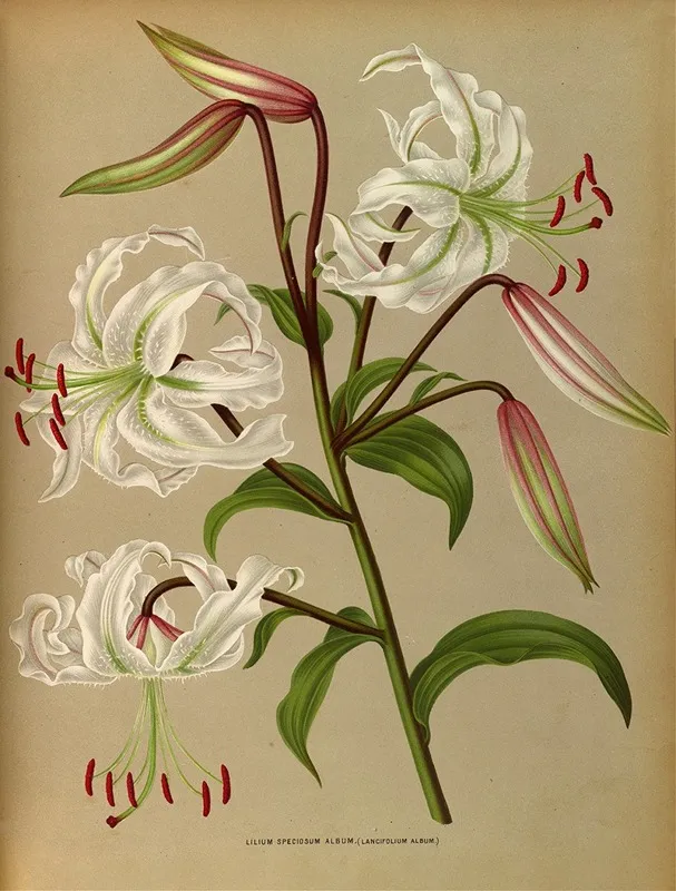 Lilium Speciosum Album Lancifolium Album Wall Art by Arentina Hendrica Arendsen - High-Resolution Digital Print