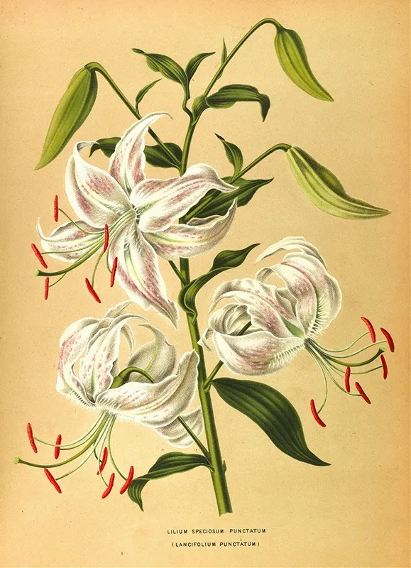 Lilium Speciosum Punctatum Wall Art by Arentina Hendrica Arendsen - High-Resolution Digital Print