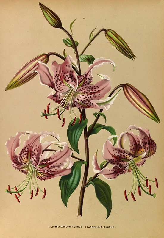 Lilium Speciosum Rubrum Wall Art by Arentina Hendrica Arendsen - High-Resolution Digital Print