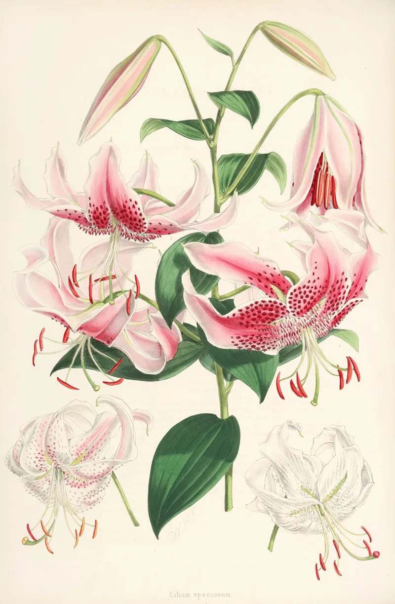Lilium Speciosum Wall Art by Walter Hood Fitch - High-Resolution Digital Print
