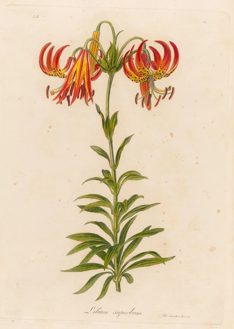 Lilium Superbum 2 Wall Art by Gaetano Savi - High-Resolution Digital Print