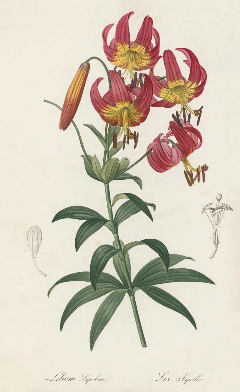 Lilium Superbum 3 Wall Art by Pierre Joseph Redouté - High-Resolution Digital Print
