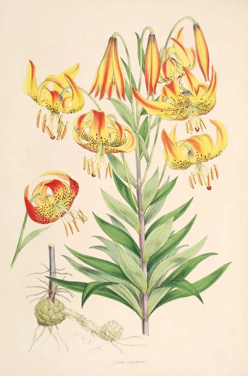 Lilium Superbum Wall Art by Walter Hood Fitch - High-Resolution Digital Print