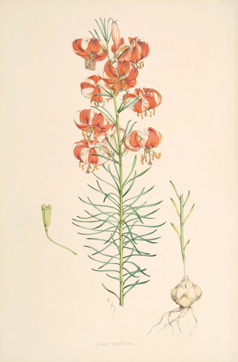 Lilium Tenuifolium Wall Art by Walter Hood Fitch - High-Resolution Digital Print