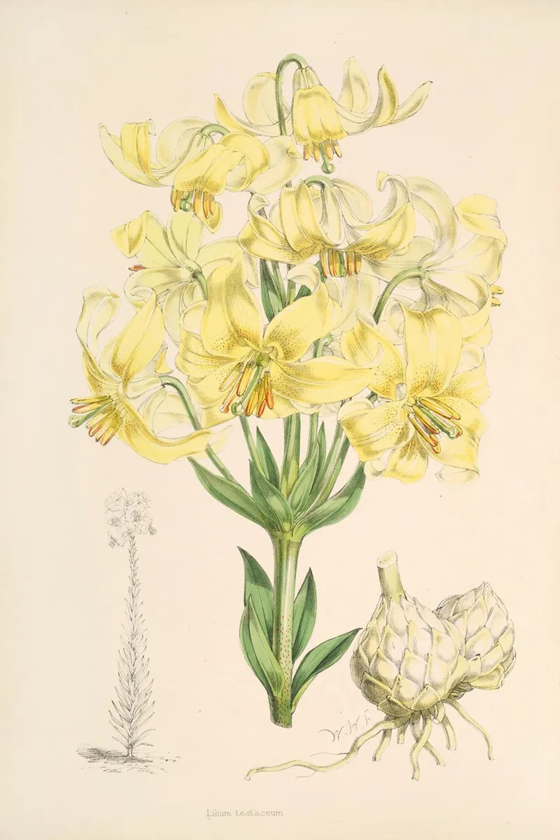 Lilium Testaceum 2 Wall Art by Walter Hood Fitch - High-Resolution Digital Print