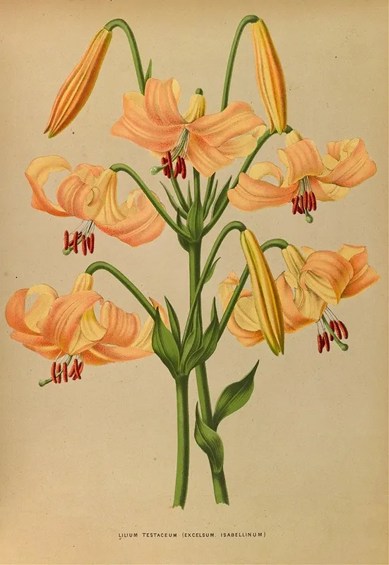 Lilium Testaceum Wall Art by Arentina Hendrica Arendsen - High-Resolution Digital Print