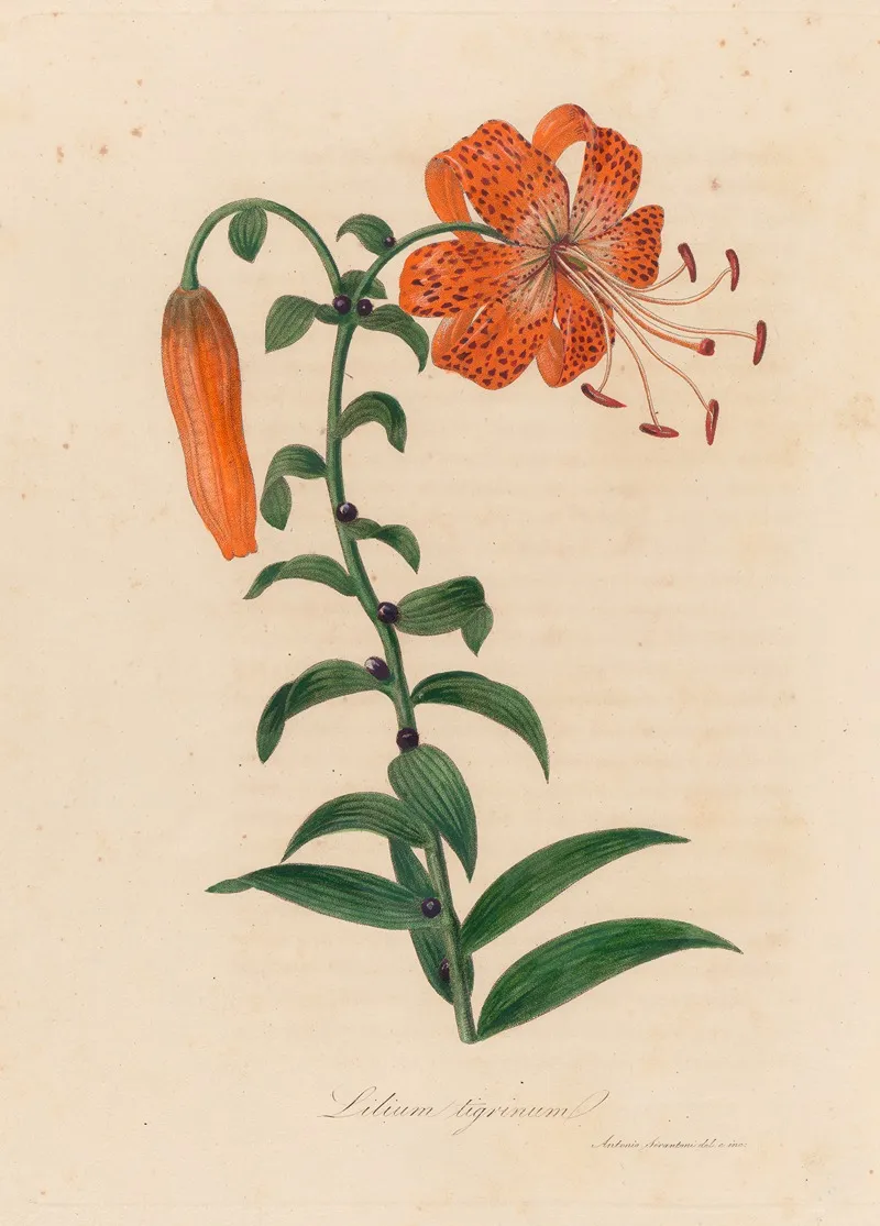 Lilium Tigrinum 3 Wall Art by Gaetano Savi - High-Resolution Digital Print
