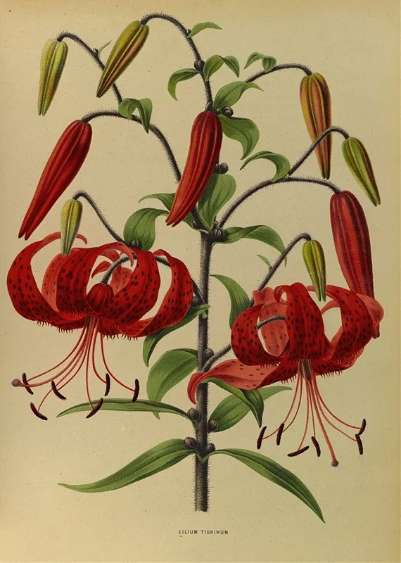 Lilium Tigrinum Wall Art by Arentina Hendrica Arendsen - High-Resolution Digital Print
