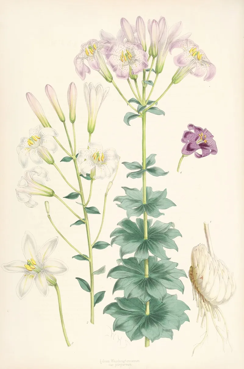 Lilium Washingtonianum Var Purpureum Wall Art by Walter Hood Fitch - High-Resolution Digital Print
