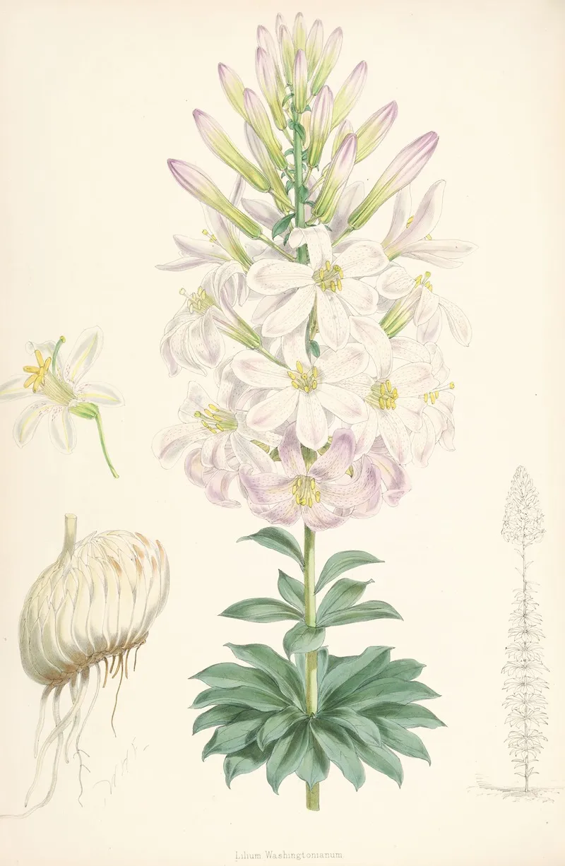 Lilium Washingtonianum Wall Art by Walter Hood Fitch - High-Resolution Digital Print