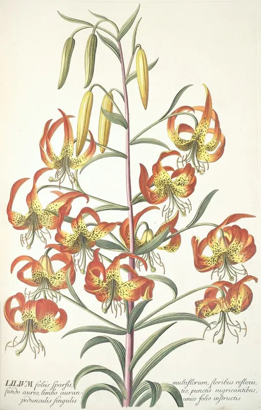 Lilium Wall Art by Georg Dionysius Ehret - High-Resolution Digital Print