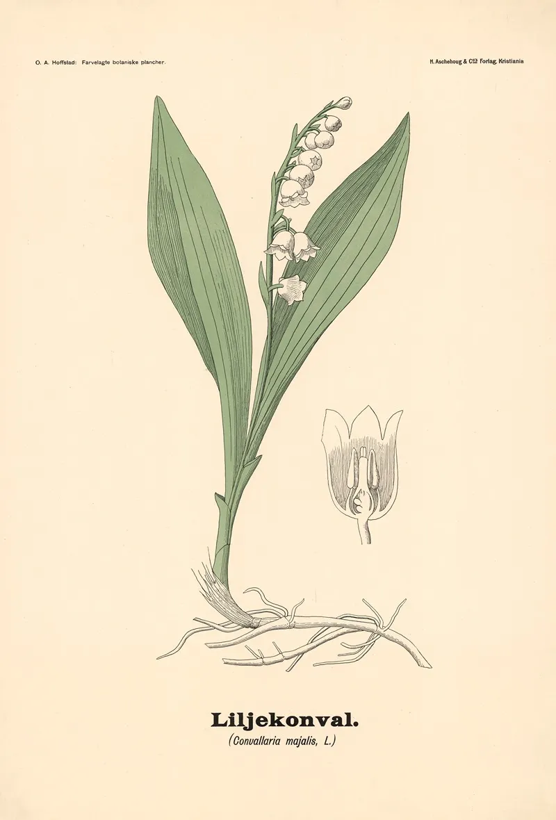 Liljekonval Convallaria Majalis L Wall Art by Olaf Alfred Hoffstad - High-Resolution Digital Print