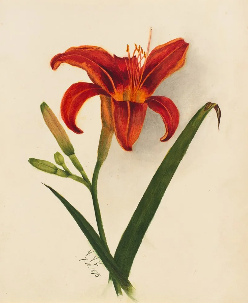 Lily 3