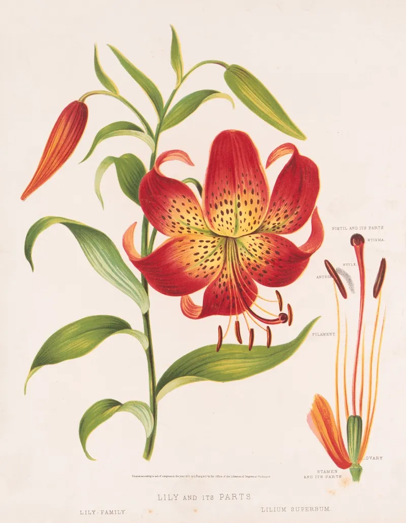 Lily And Its Parts