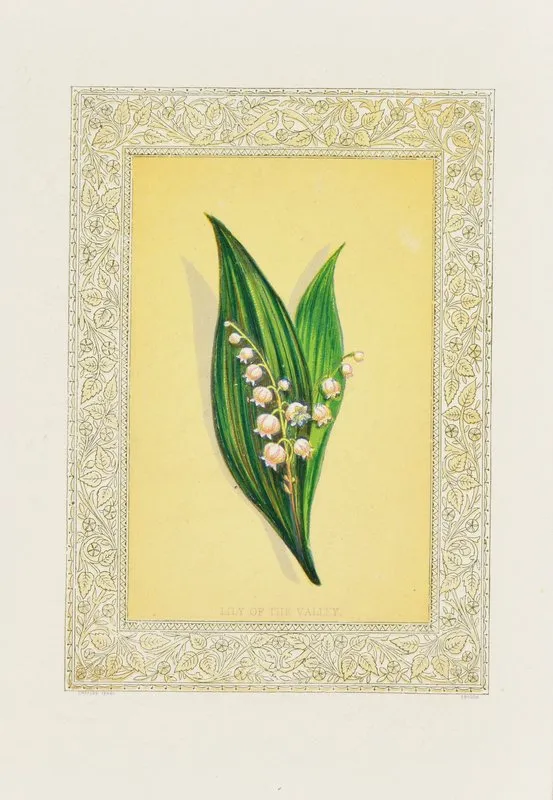Lily Of The Valley 2 Wall Art by John Henry Ingram - High-Resolution Digital Print