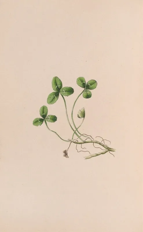Lily Of The Valley Wall Art by John Stevens Henslow - High-Resolution Digital Print