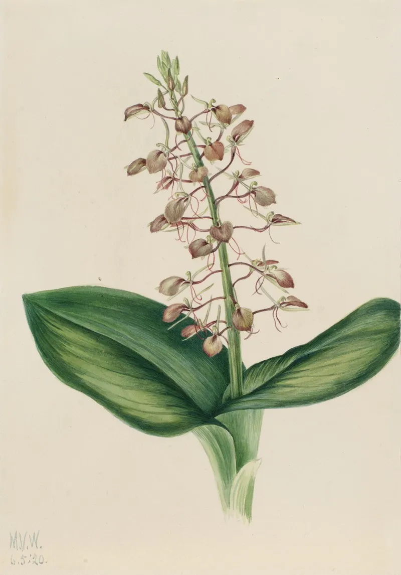 Lily Twayblade Liparis Liliifolia 2
