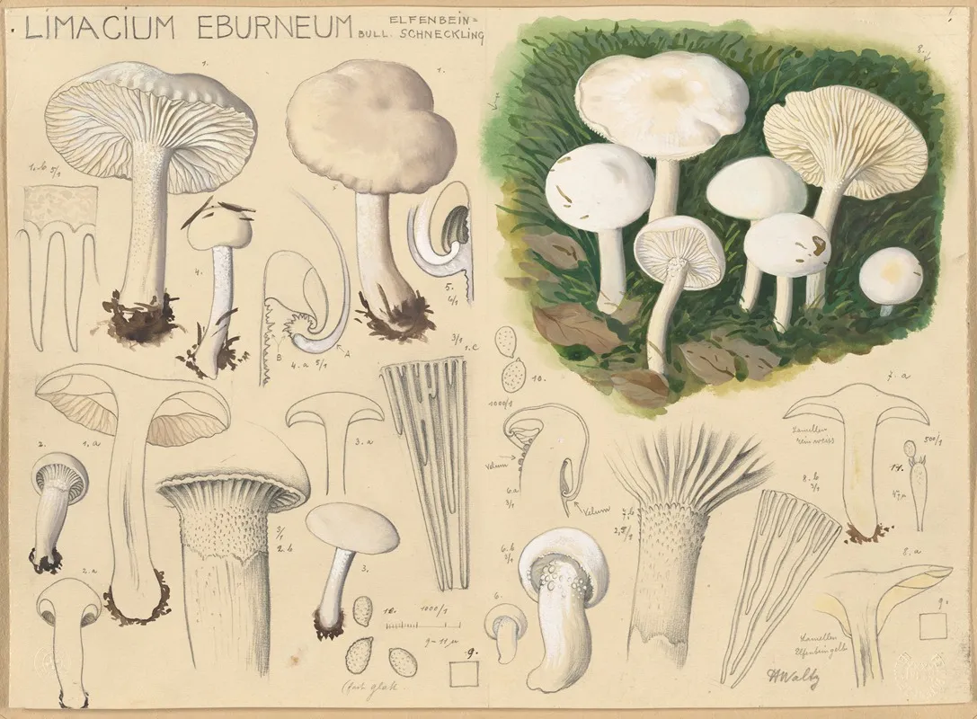 Limacium Eburneum Bull Wall Art by Hans Walty - High-Resolution Digital Print