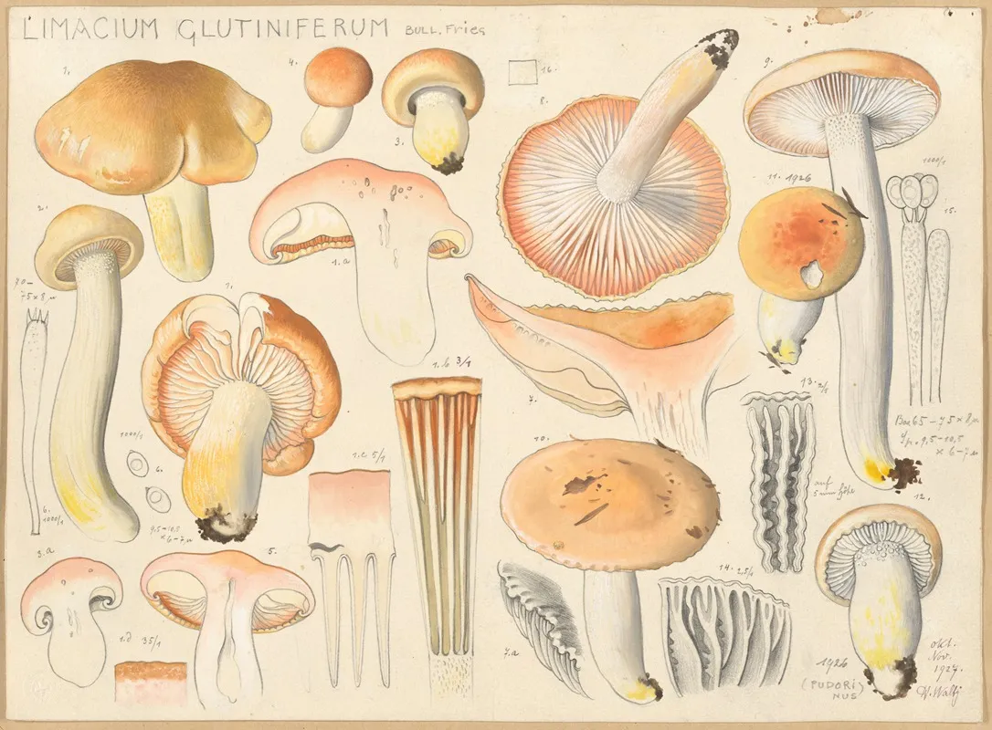 Limacium Glutiniferum Bull Fries Wall Art by Hans Walty - High-Resolution Digital Print