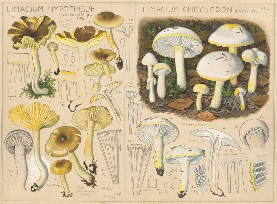 Limacium Hypothejum Limacium Chrysodon Wall Art by Hans Walty - High-Resolution Digital Print