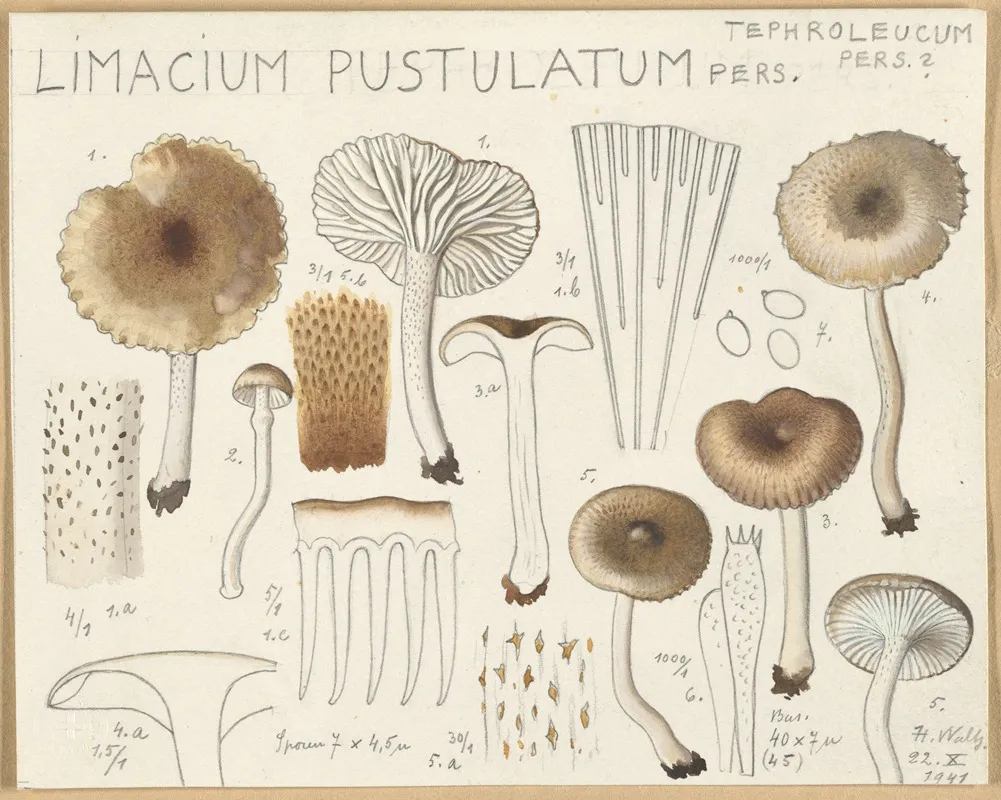 Limacium Pustulatum Wall Art by Hans Walty - High-Resolution Digital Print