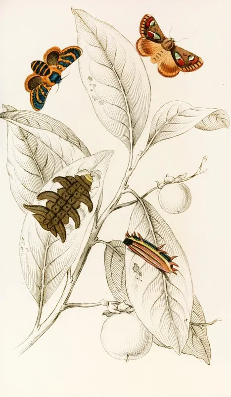 Limacodes Cippus Ecnomidea Pithecium Wall Art by James Duncan - High-Resolution Digital Print