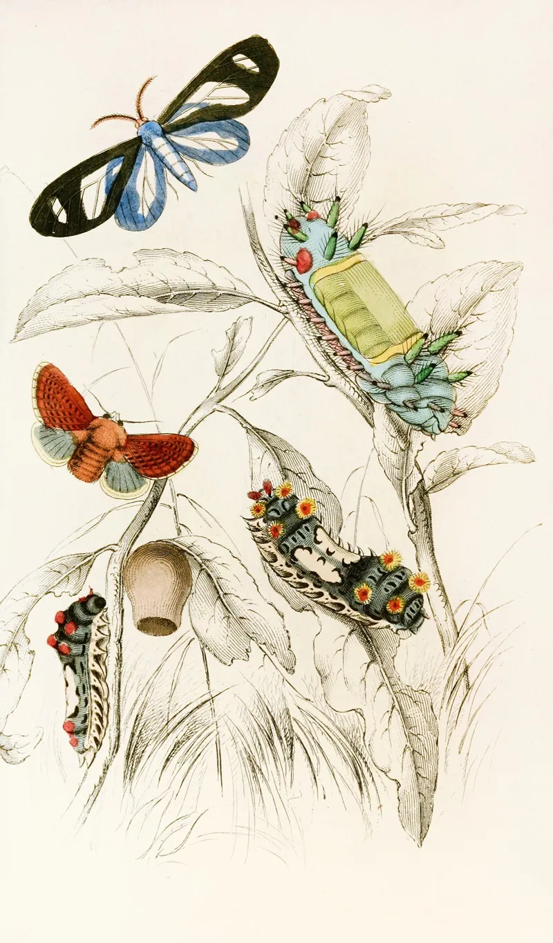 Limacodes Micilia Doratifera Vulnerans Wall Art by James Duncan - High-Resolution Digital Print