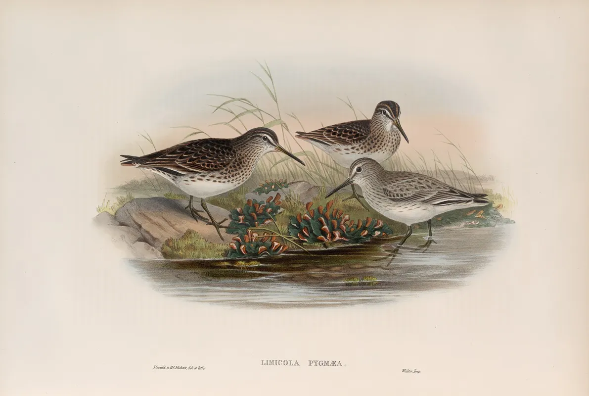 Limicola Pygmaea Broad Billed Sandpiper Wall Art by John Gould - High-Resolution Digital Print