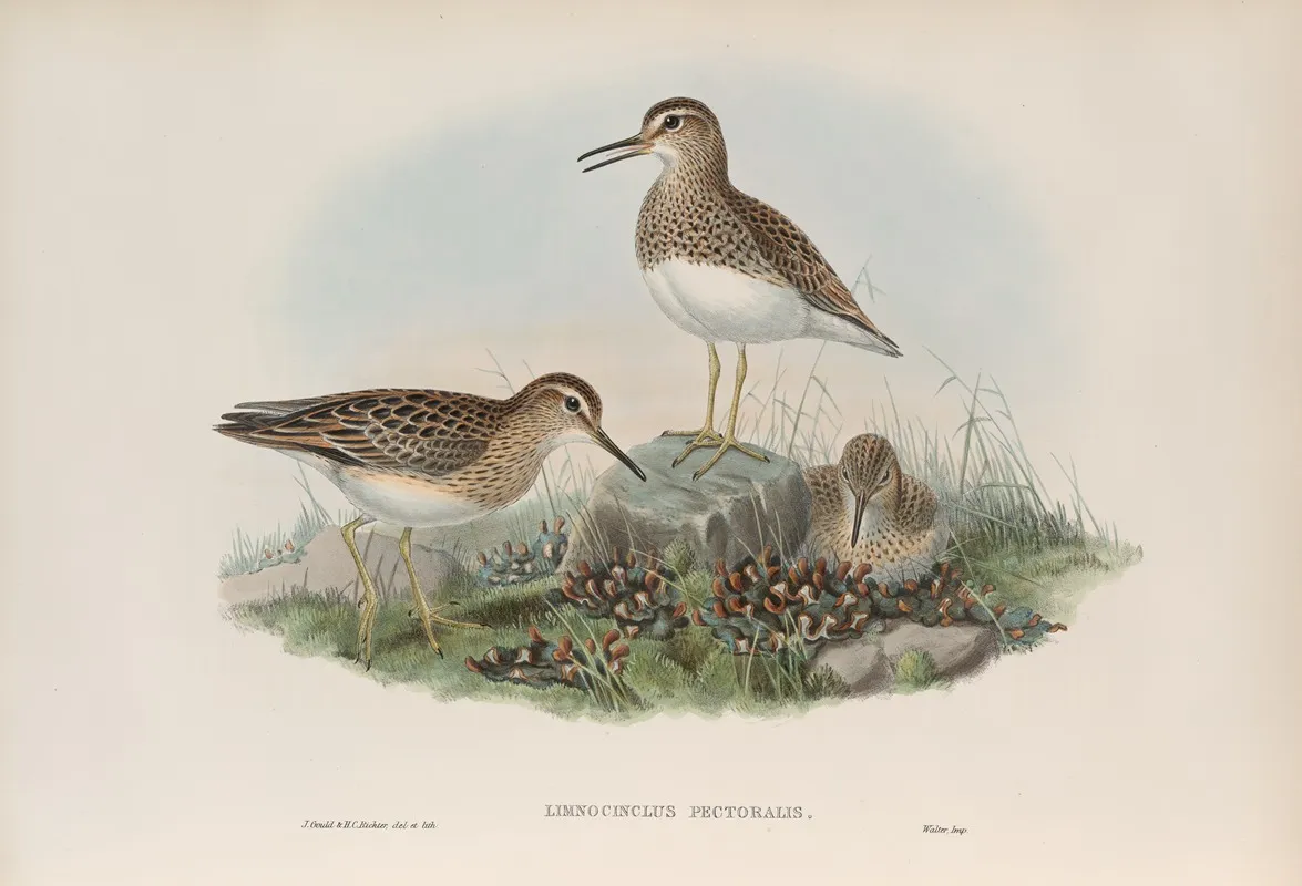 Limnocinclus Pectoralis Pectoral Sandpiper Wall Art by John Gould - High-Resolution Digital Print