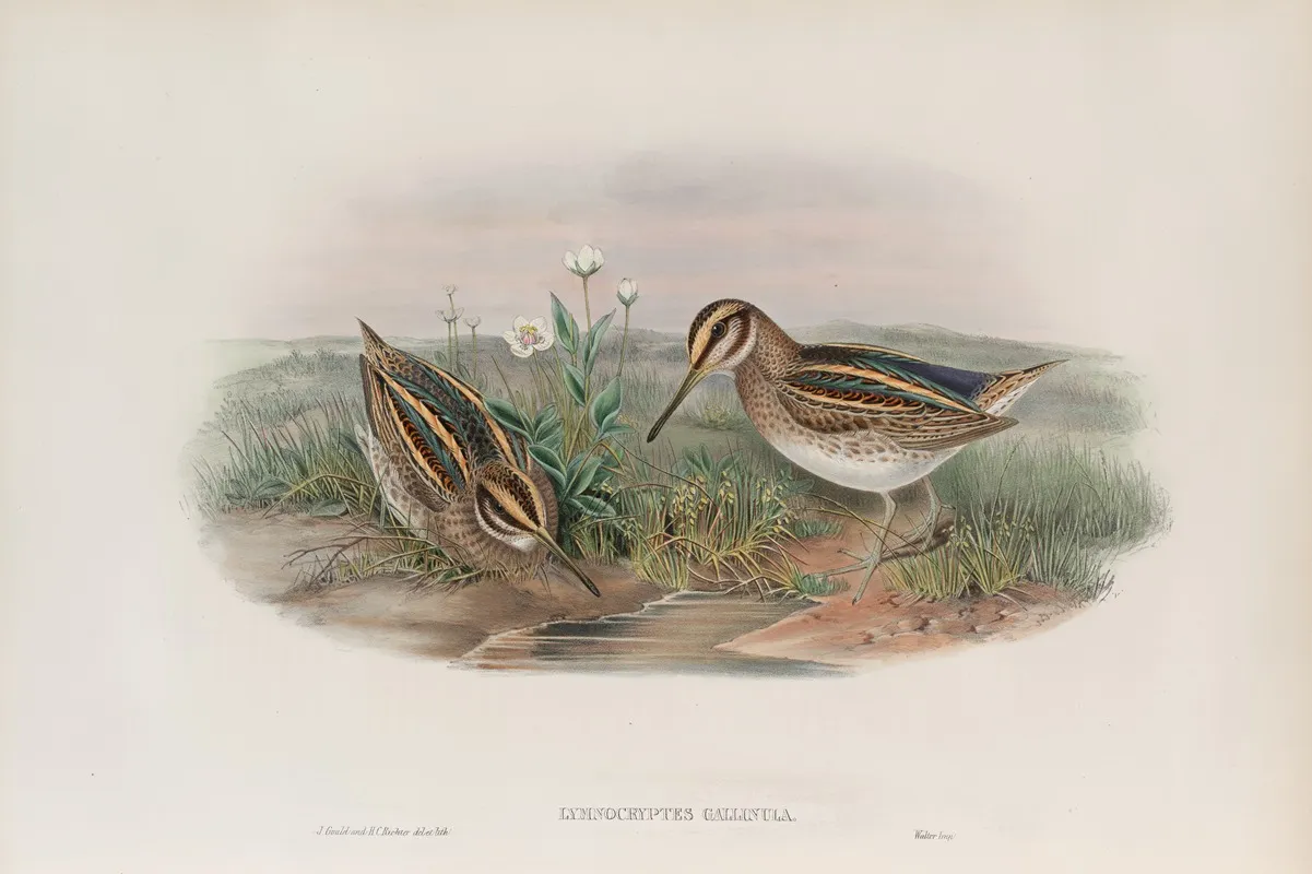 Limnocryptes Gallinula Jack Snipe Wall Art by John Gould - High-Resolution Digital Print
