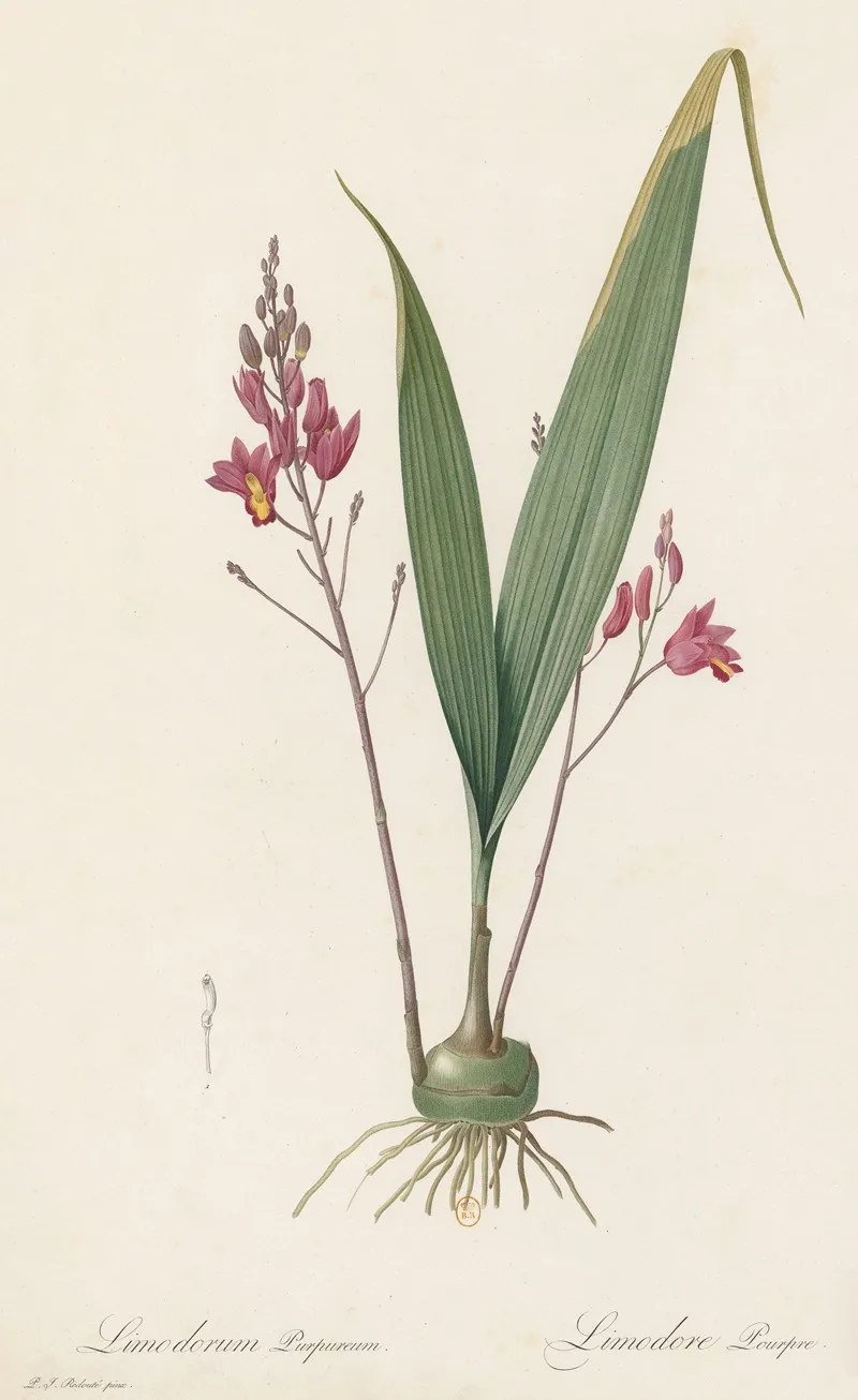 Limodorum Purpureum Wall Art by Pierre Joseph Redouté - High-Resolution Digital Print