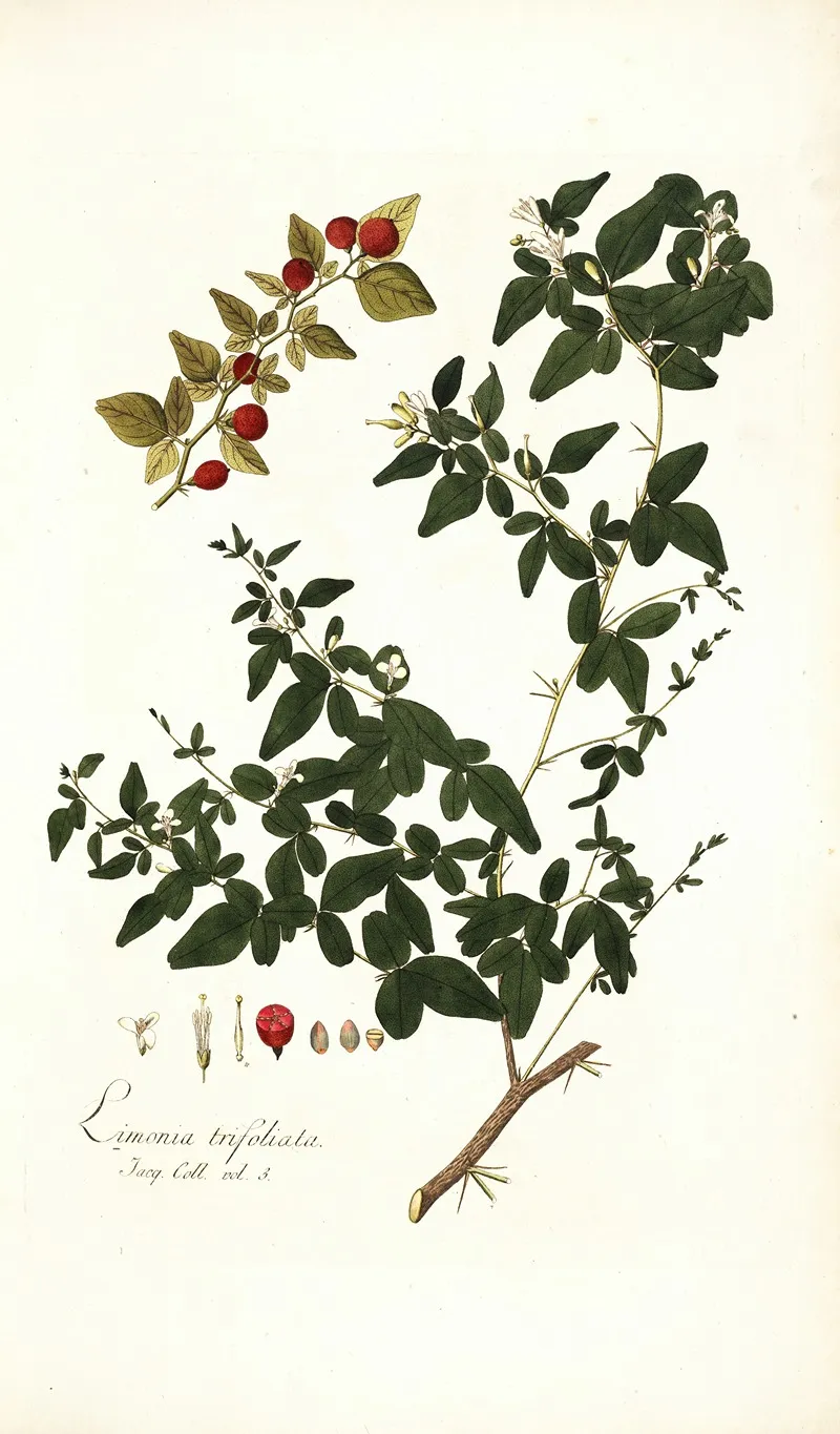 Limonia Trifoliata Wall Art by Nikolaus Joseph Freiherr von Jacquin - High-Resolution Digital Print