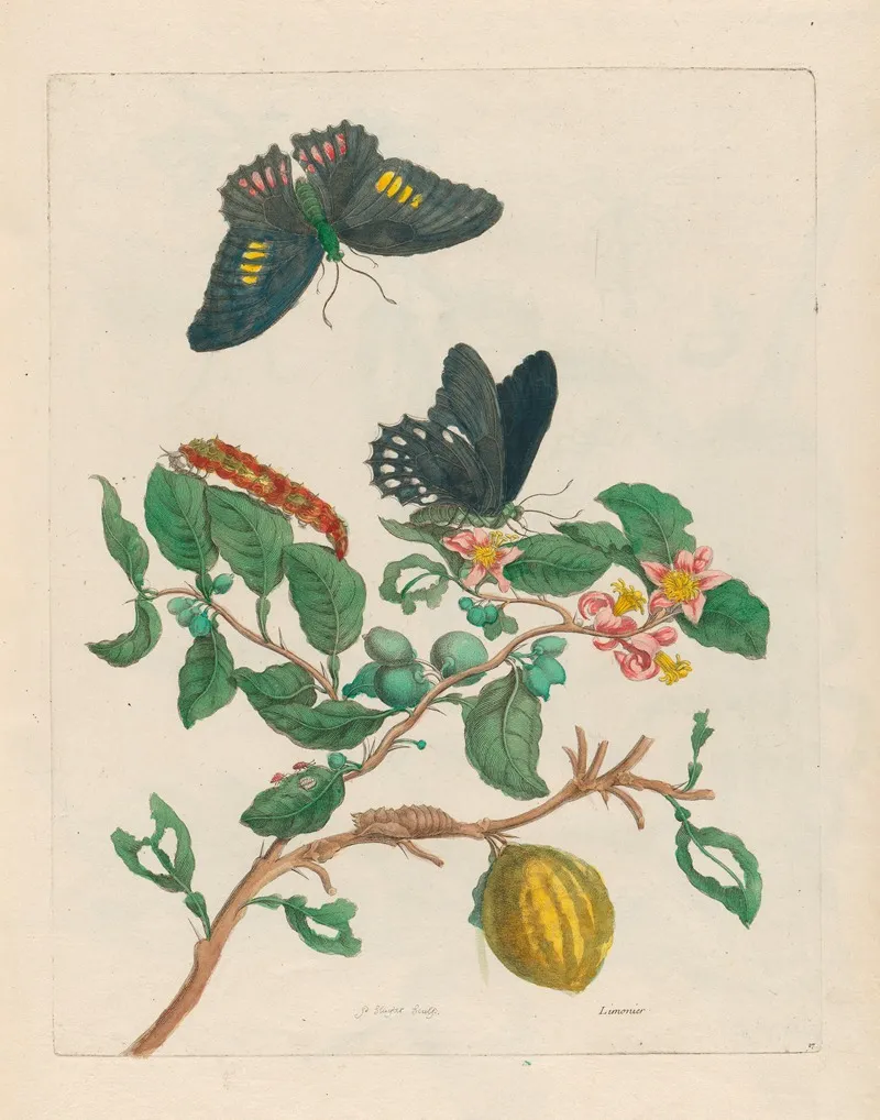 Limonier 2