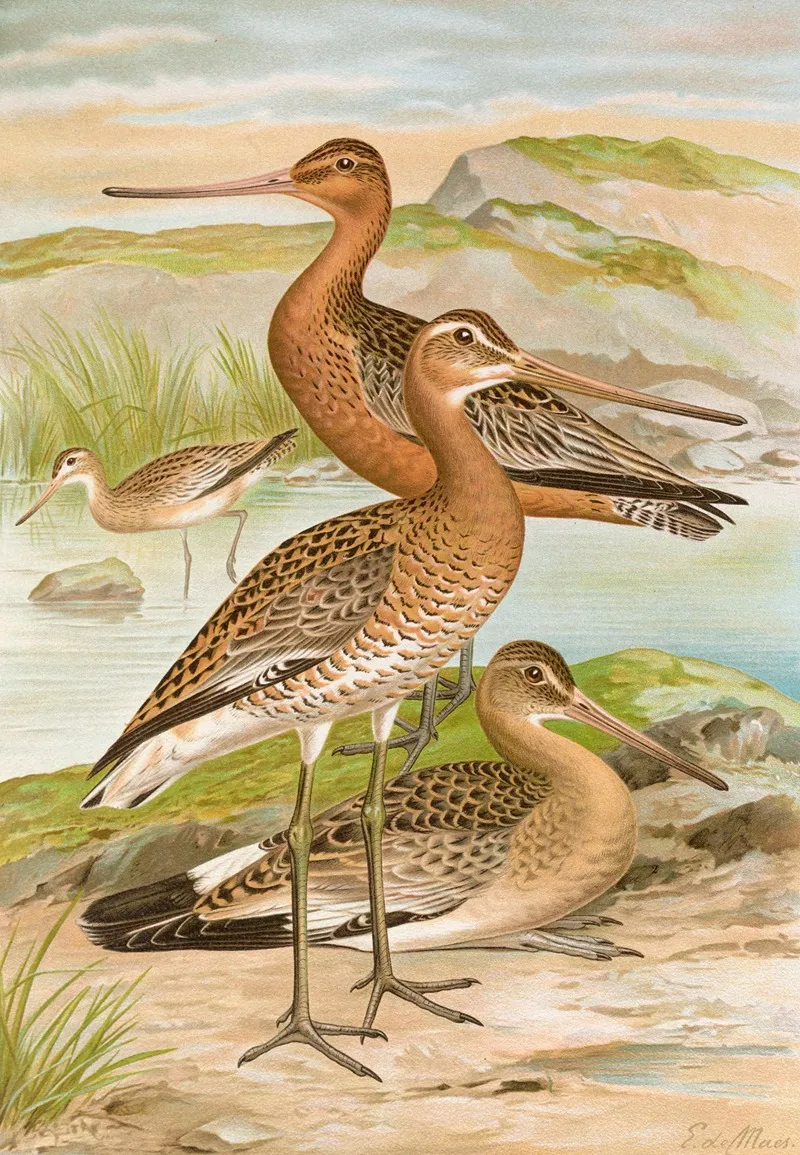 Limosa Limosa Limosa Lapponica 2 Wall Art by Johann Friedrich Naumann - High-Resolution Digital Print