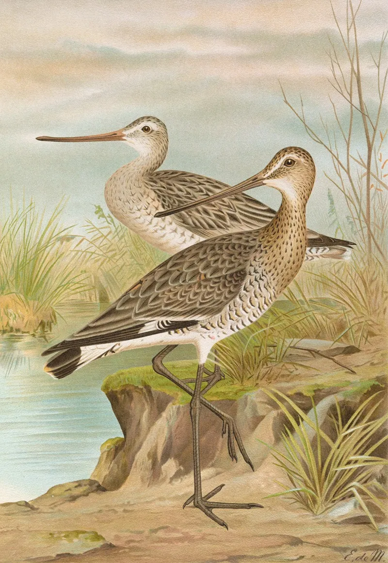 Limosa Limosa Limosa Lapponica Wall Art by Johann Friedrich Naumann - High-Resolution Digital Print