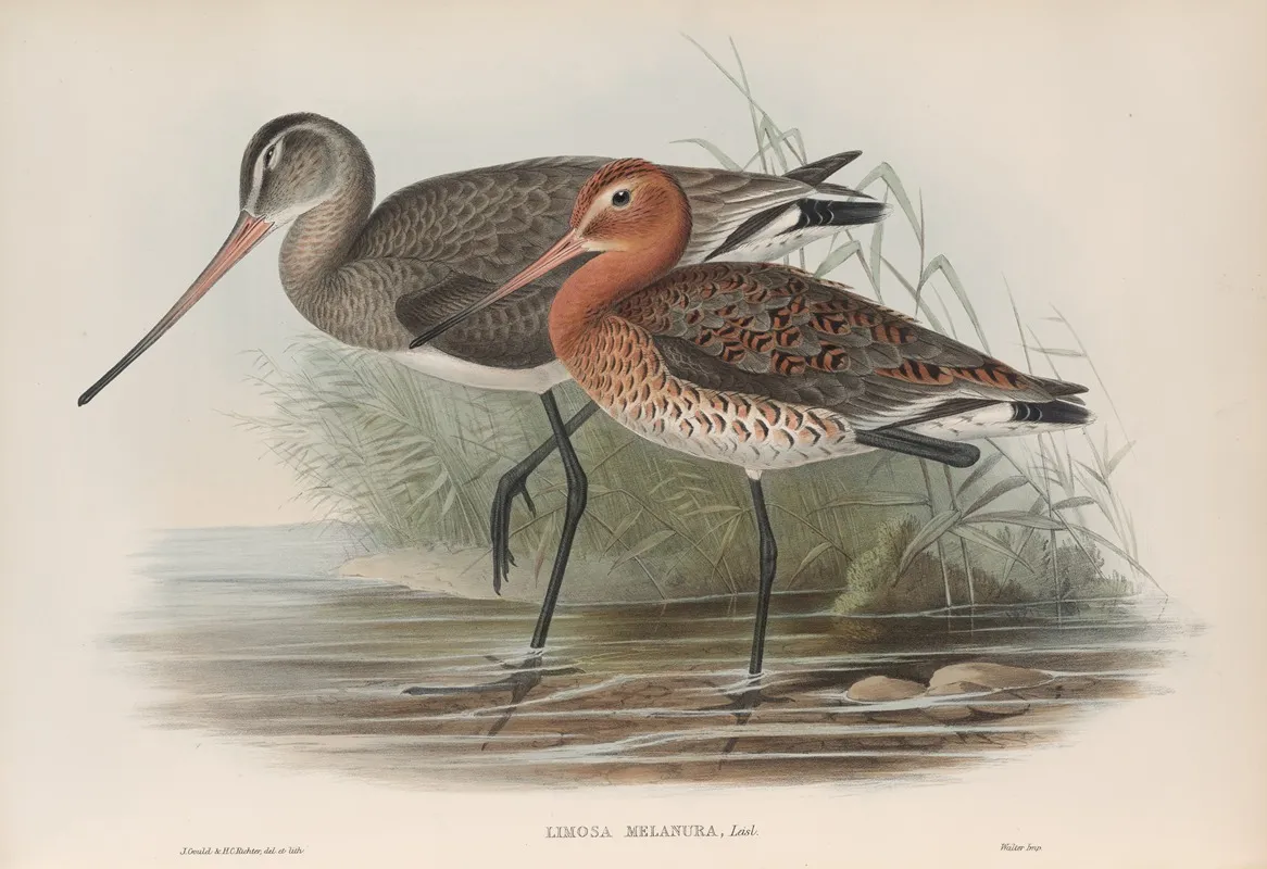 Limosa Melanura Black Tailed Godwit Wall Art by John Gould - High-Resolution Digital Print