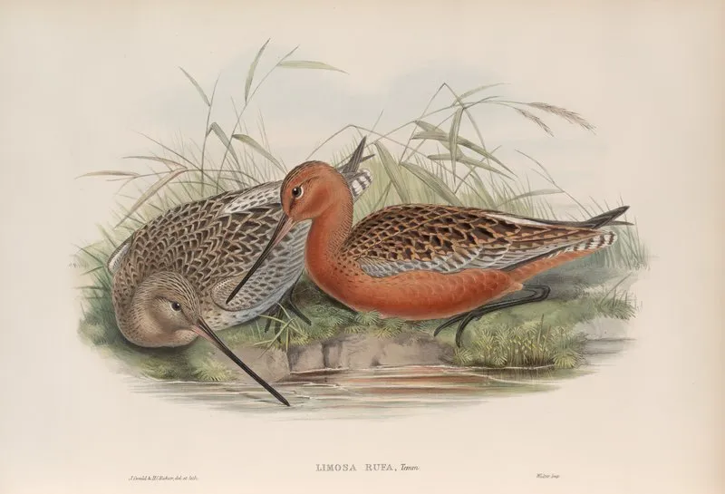 Limosa Rufa Bar Tailed Godwit Wall Art by John Gould - High-Resolution Digital Print