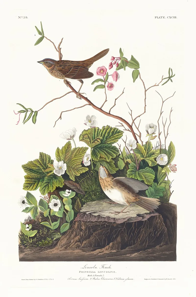 Lincoln Finch Wall Art by John James Audubon - High-Resolution Digital Print