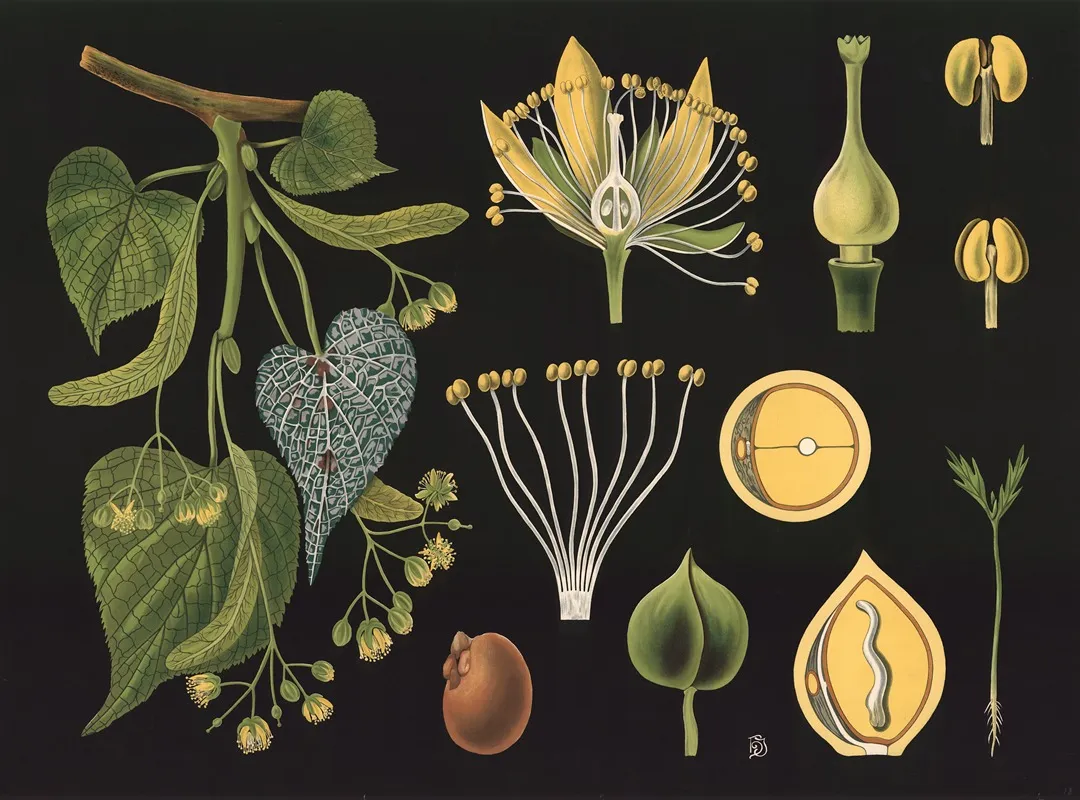 Linden Tilia Parvifolia Wall Art by Gottlieb von Koch - High-Resolution Digital Print