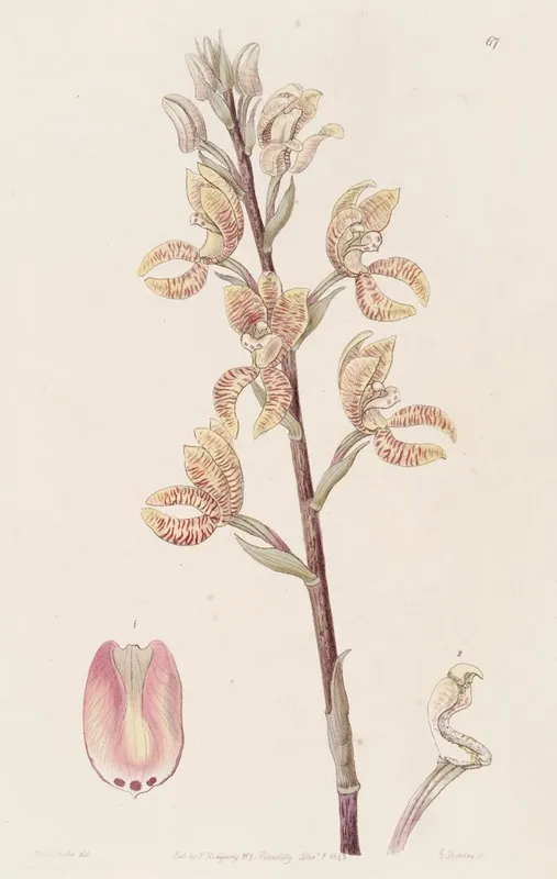 Lindens Govenia Wall Art by Sydenham Edwards - High-Resolution Digital Print
